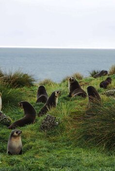 Otaries sur l'île Amsterdam
