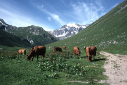 Permet de se rendre sur une image en cliquant